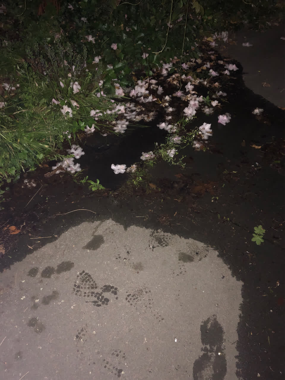 The photograph attached to this water leak report