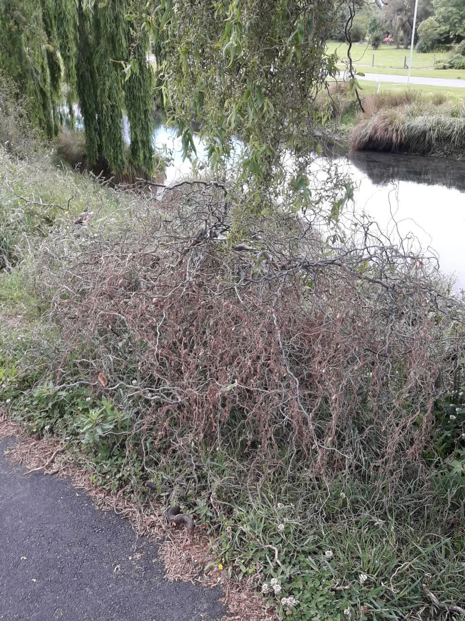 The photograph attached to this parks report