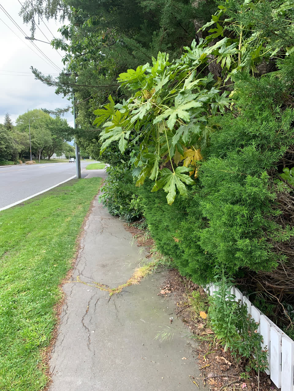 The photograph attached to this street light outage report