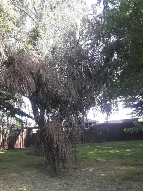 Parks, a report photo