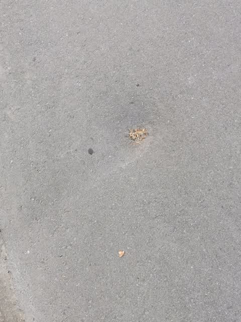 Roading/Streets, a report photo