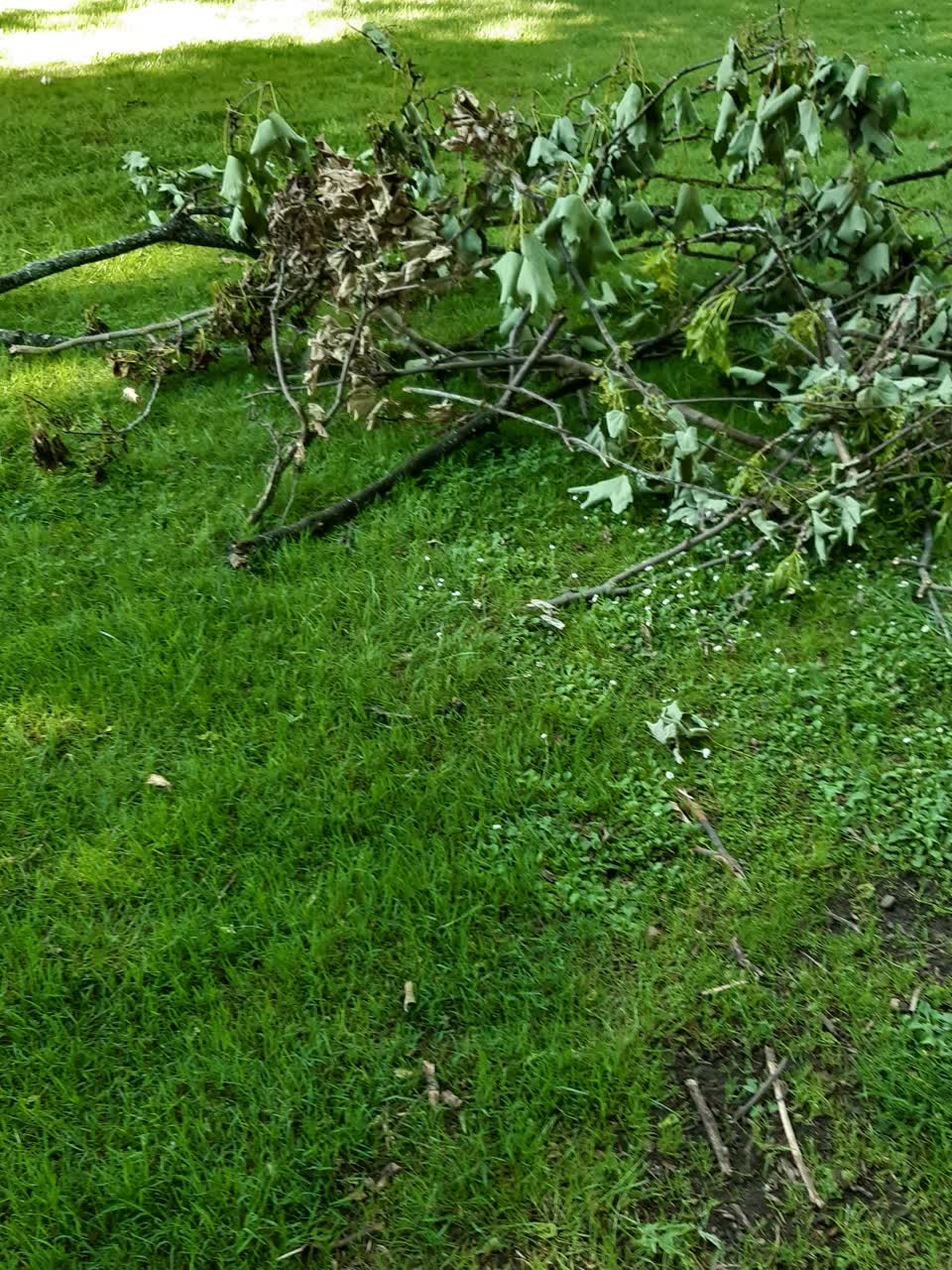 The photograph attached to this parks report