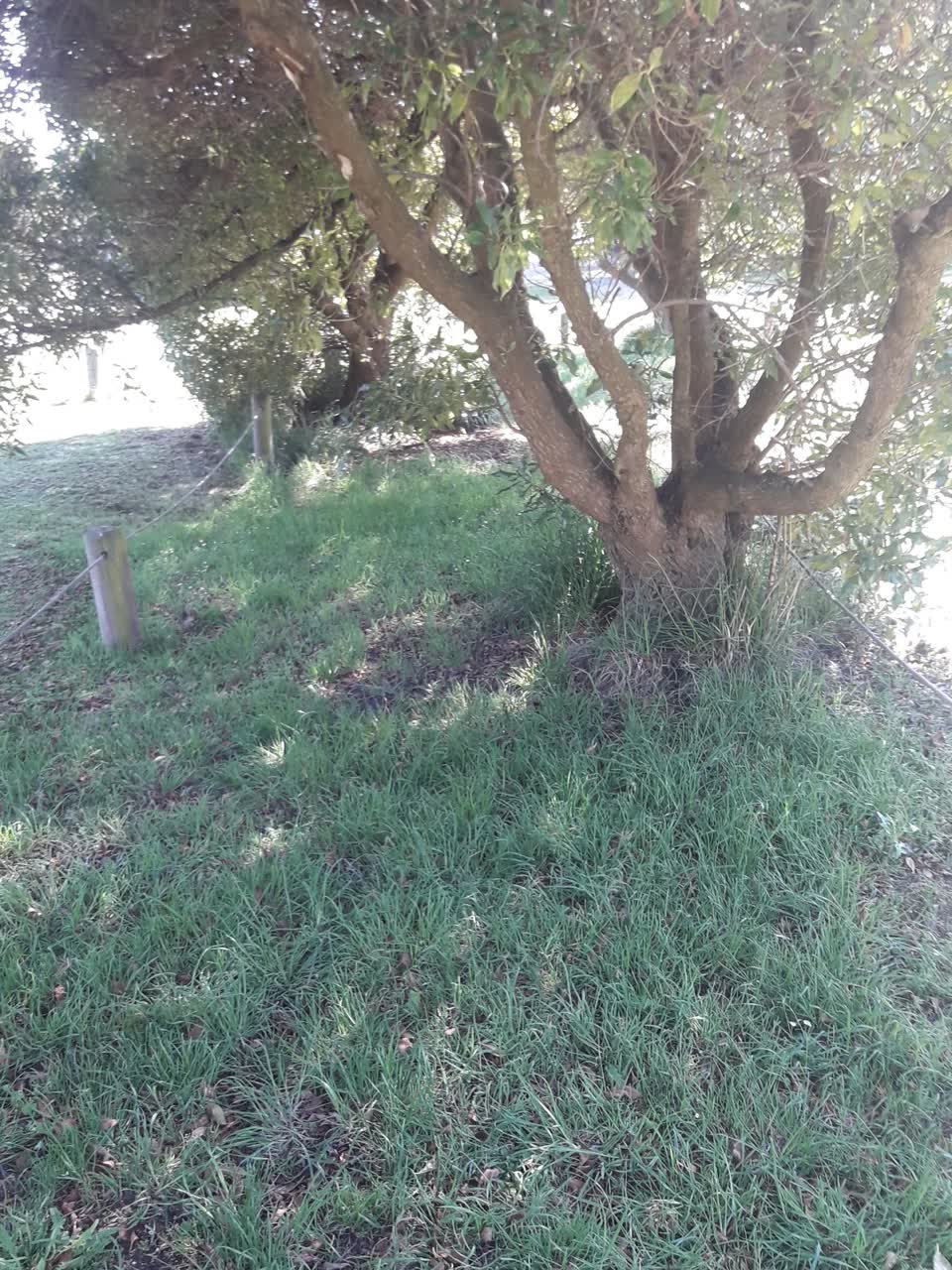 The photograph attached to this parks report