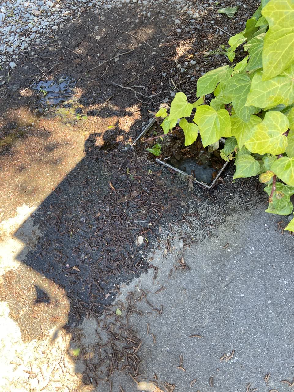 The photograph attached to this water leak report