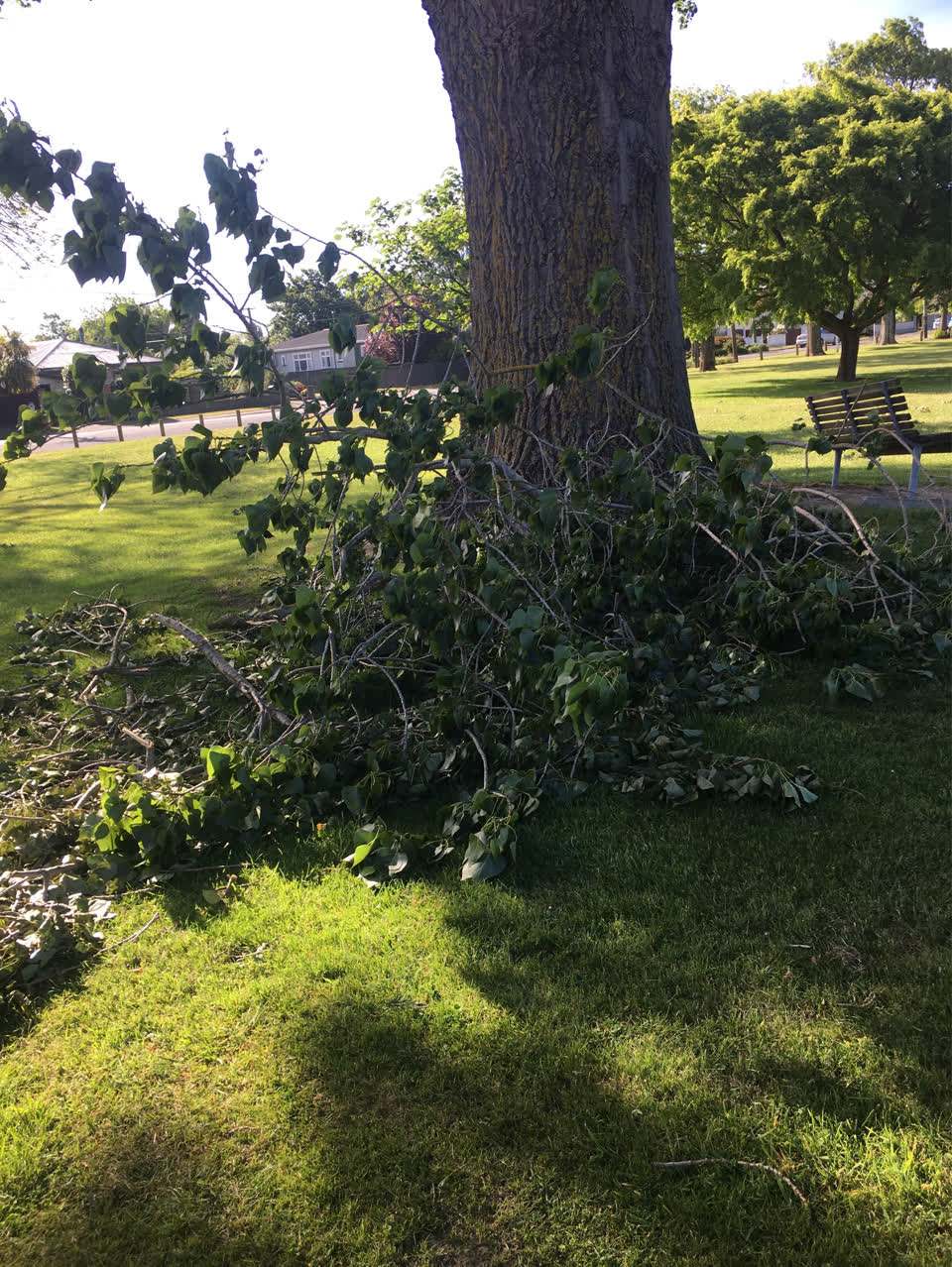 The photograph attached to this parks report