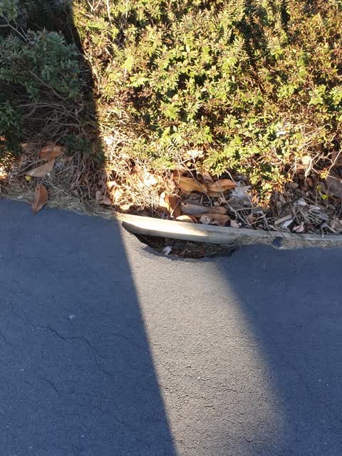 Roading/Streets, a report photo