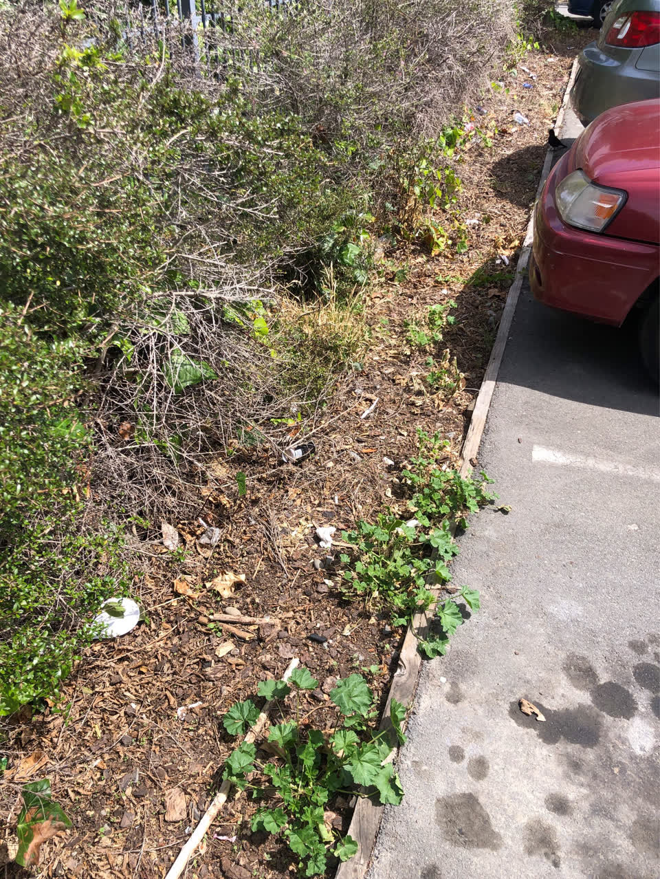 The photograph attached to this parks report