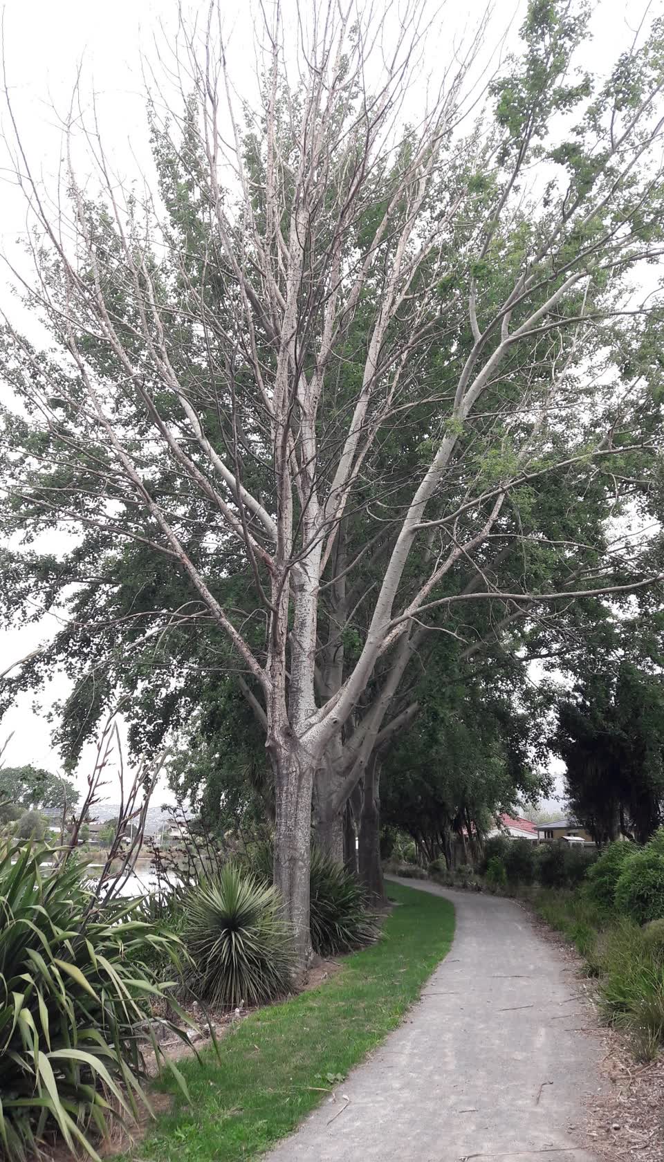 The photograph attached to this parks report