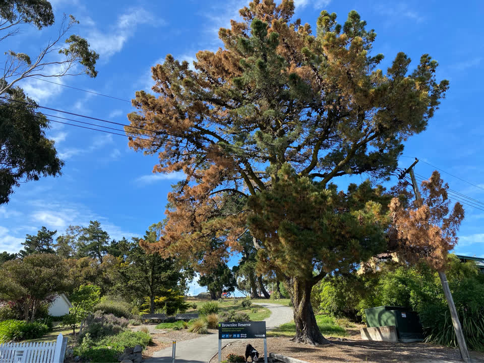 The photograph attached to this parks report