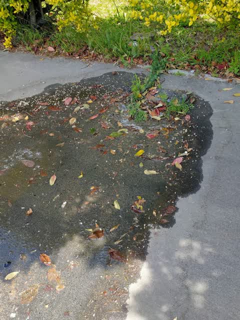 Water Leak, a report photo