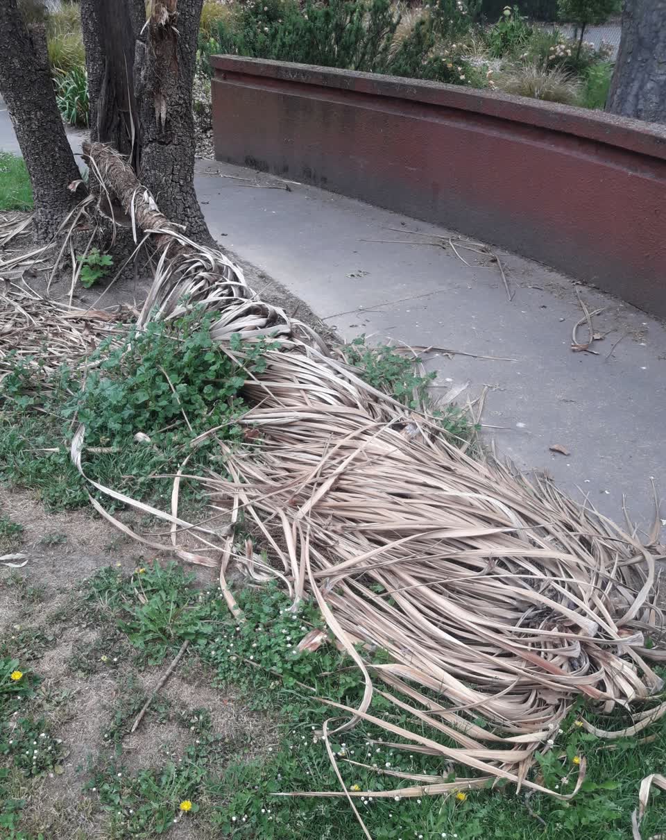 The photograph attached to this parks report