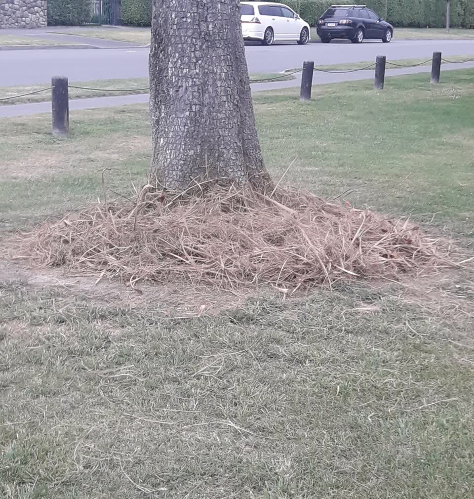 The photograph attached to this parks report