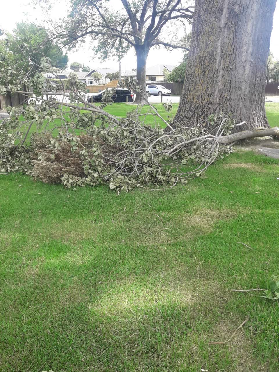 The photograph attached to this parks report