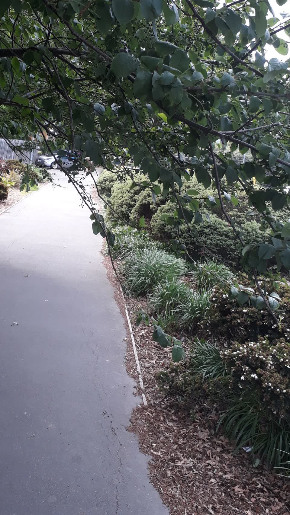 The photograph attached to this parks report