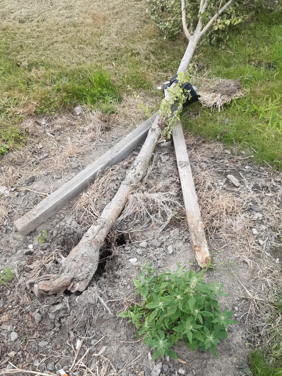 The photograph attached to this parks report