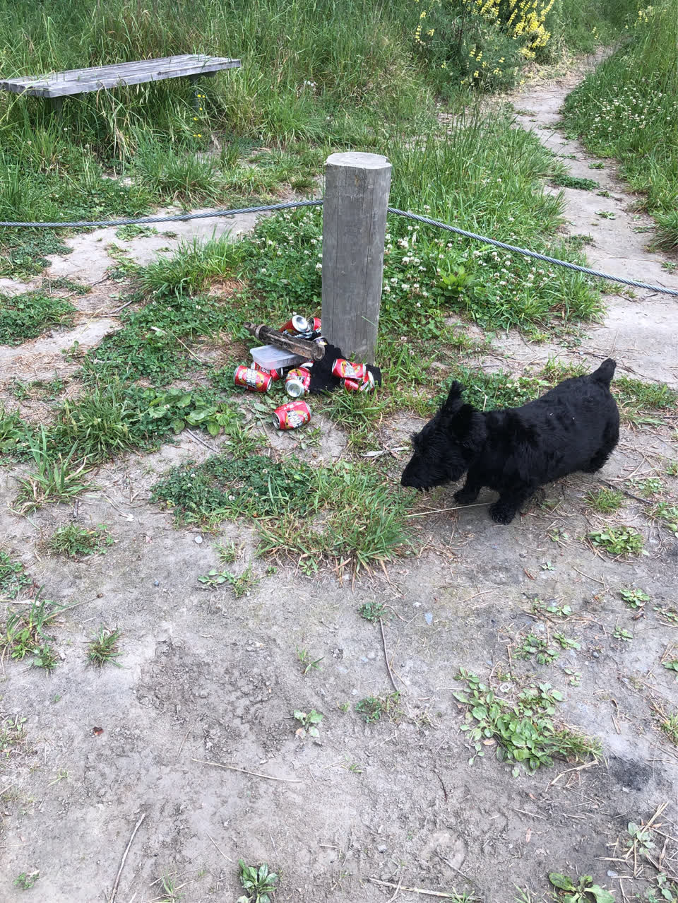 The photograph attached to this parks report