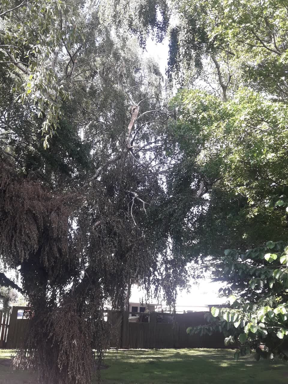 The photograph attached to this parks report