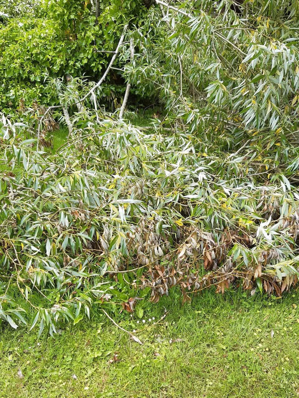 The photograph attached to this parks report