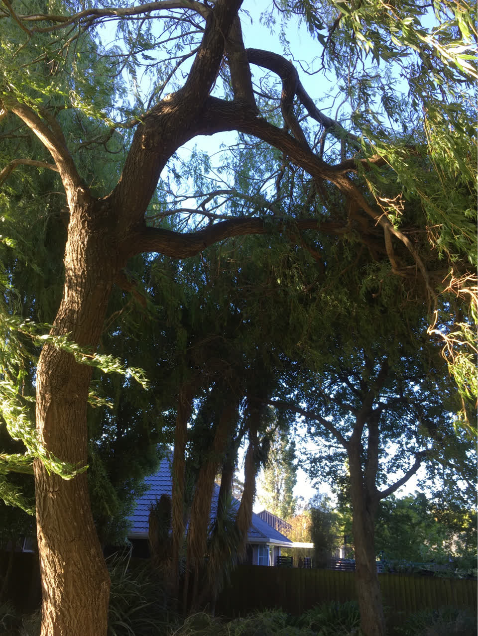 The photograph attached to this parks report