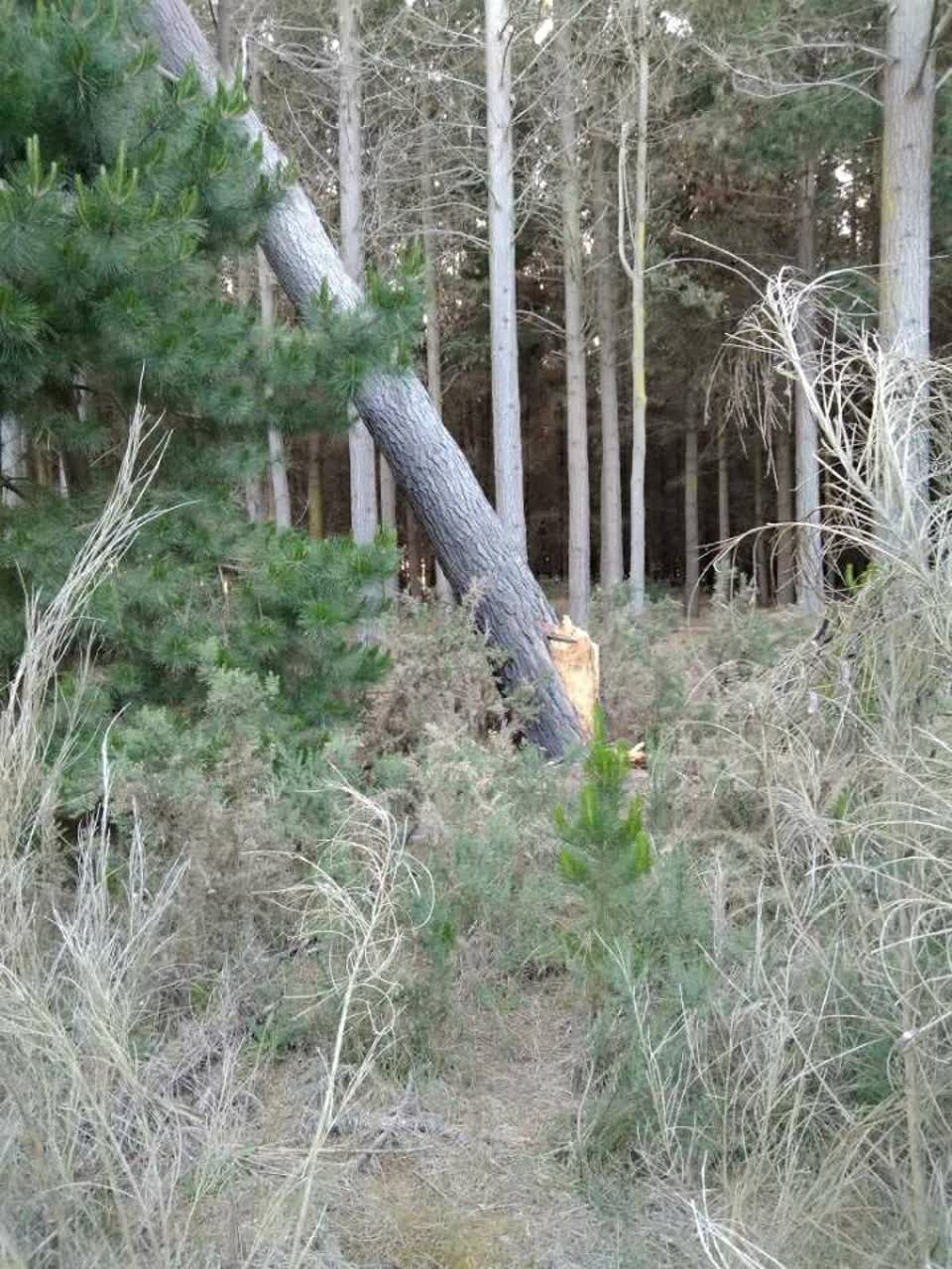 The photograph attached to this parks report