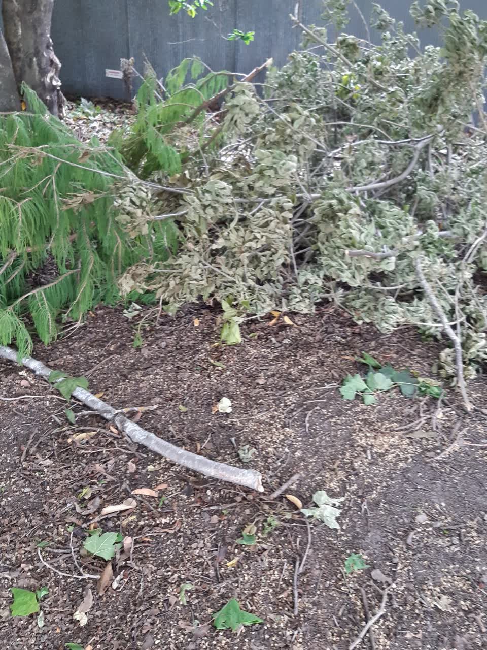 The photograph attached to this parks report