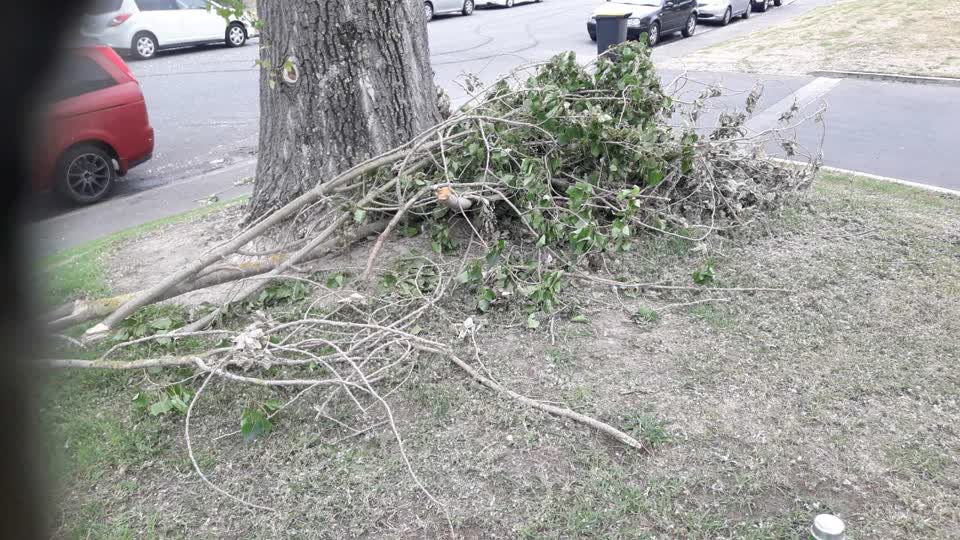 The photograph attached to this parks report