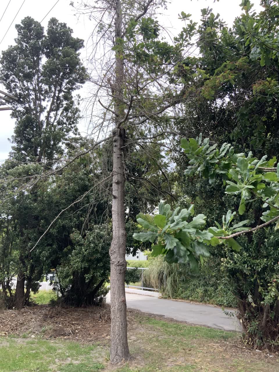 The photograph attached to this street light outage report