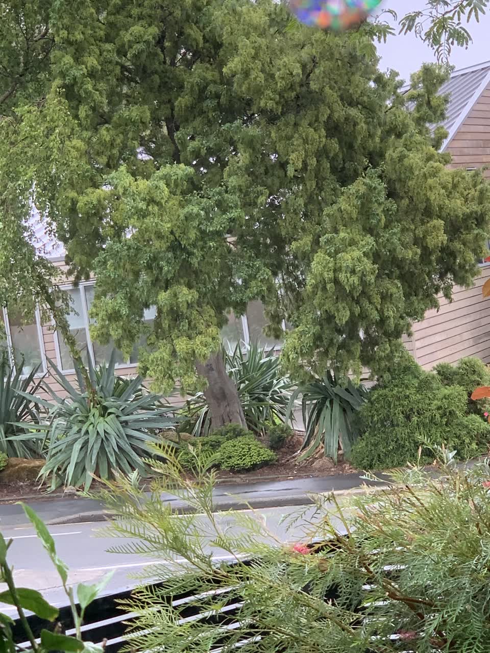 The photograph attached to this street light outage report