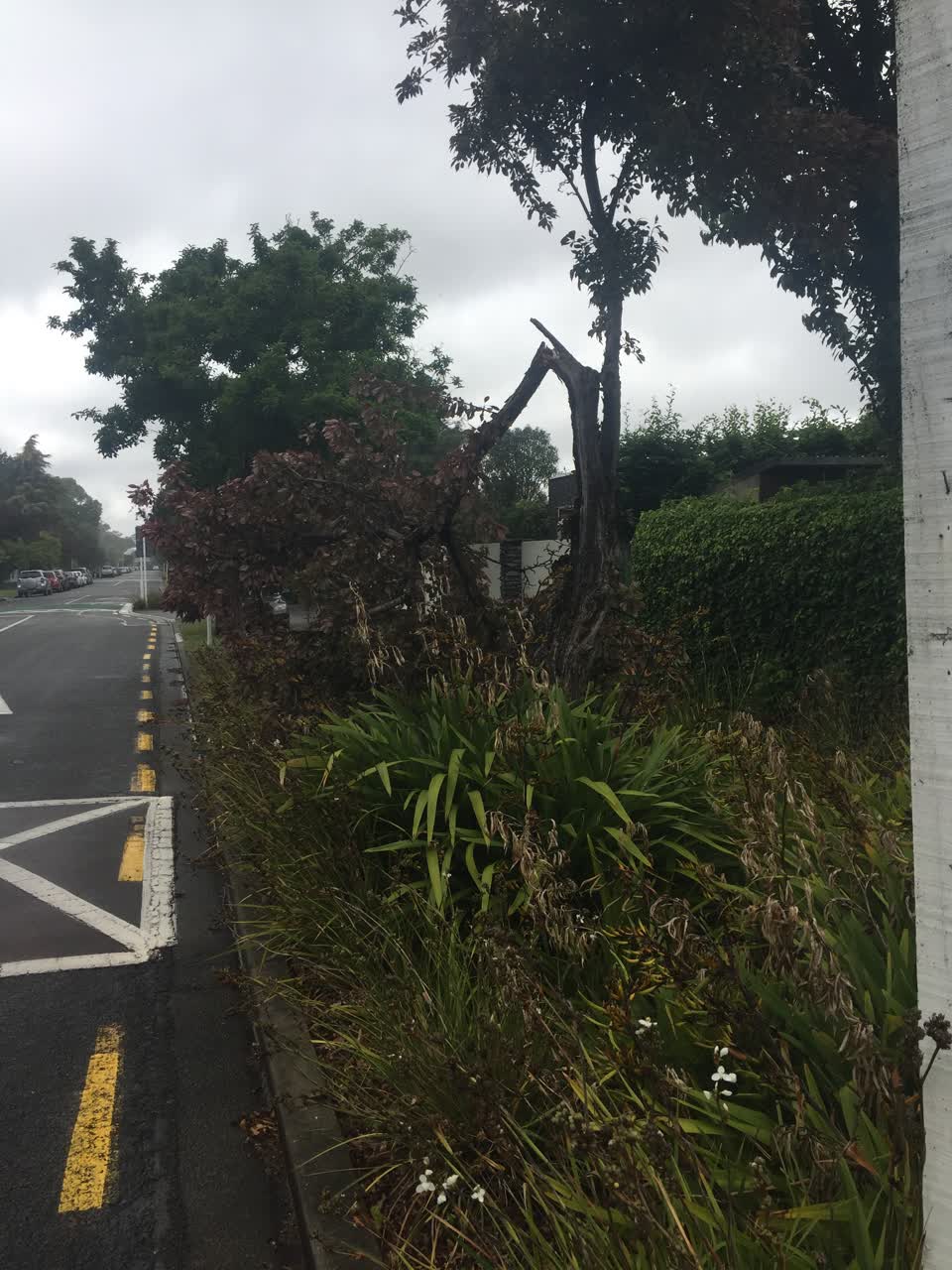 The photograph attached to this parks report