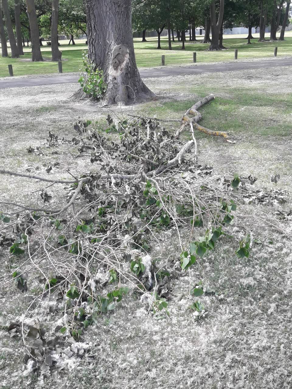 The photograph attached to this parks report
