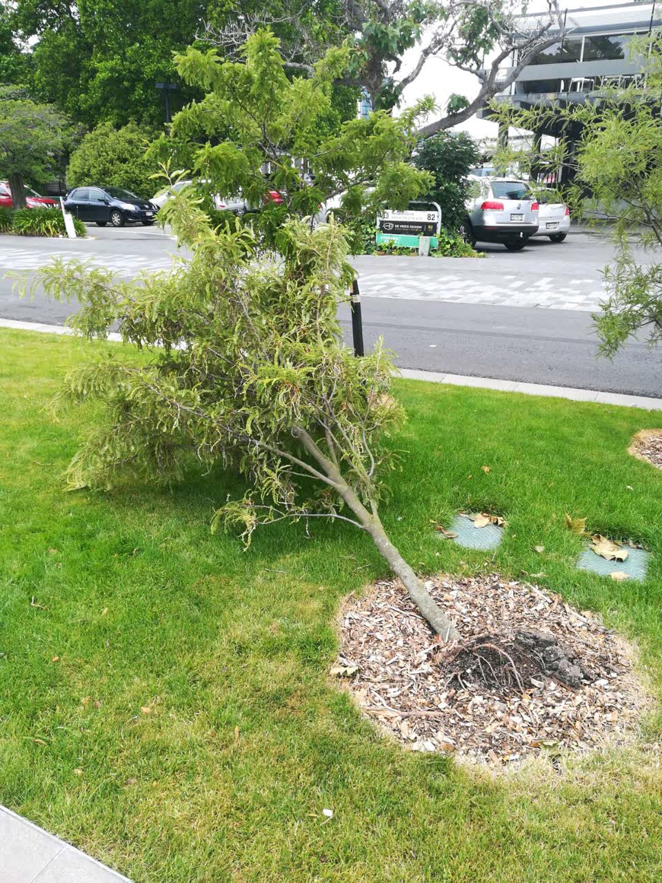 The photograph attached to this parks report
