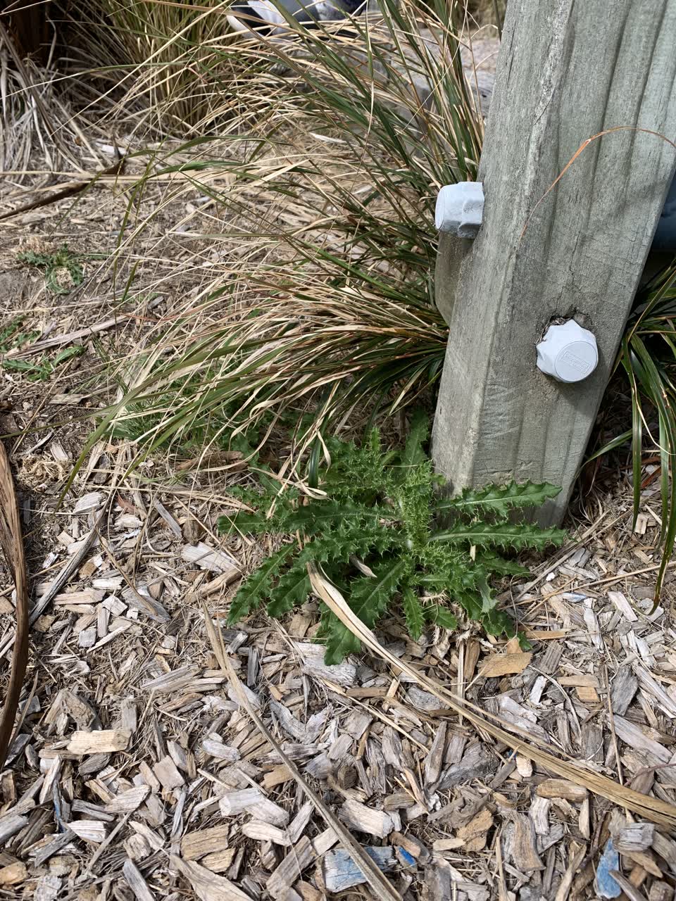 The photograph attached to this parks report