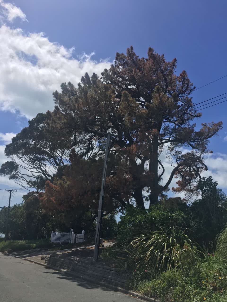 The photograph attached to this parks report