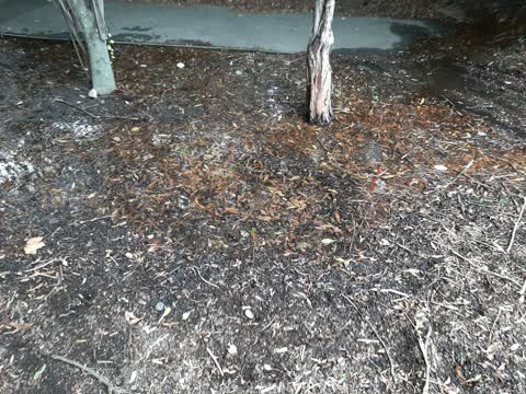 Parks, a report photo