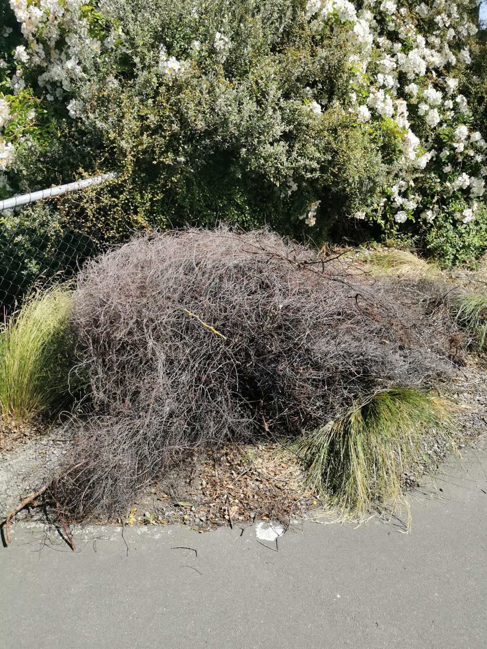 The photograph attached to this parks report