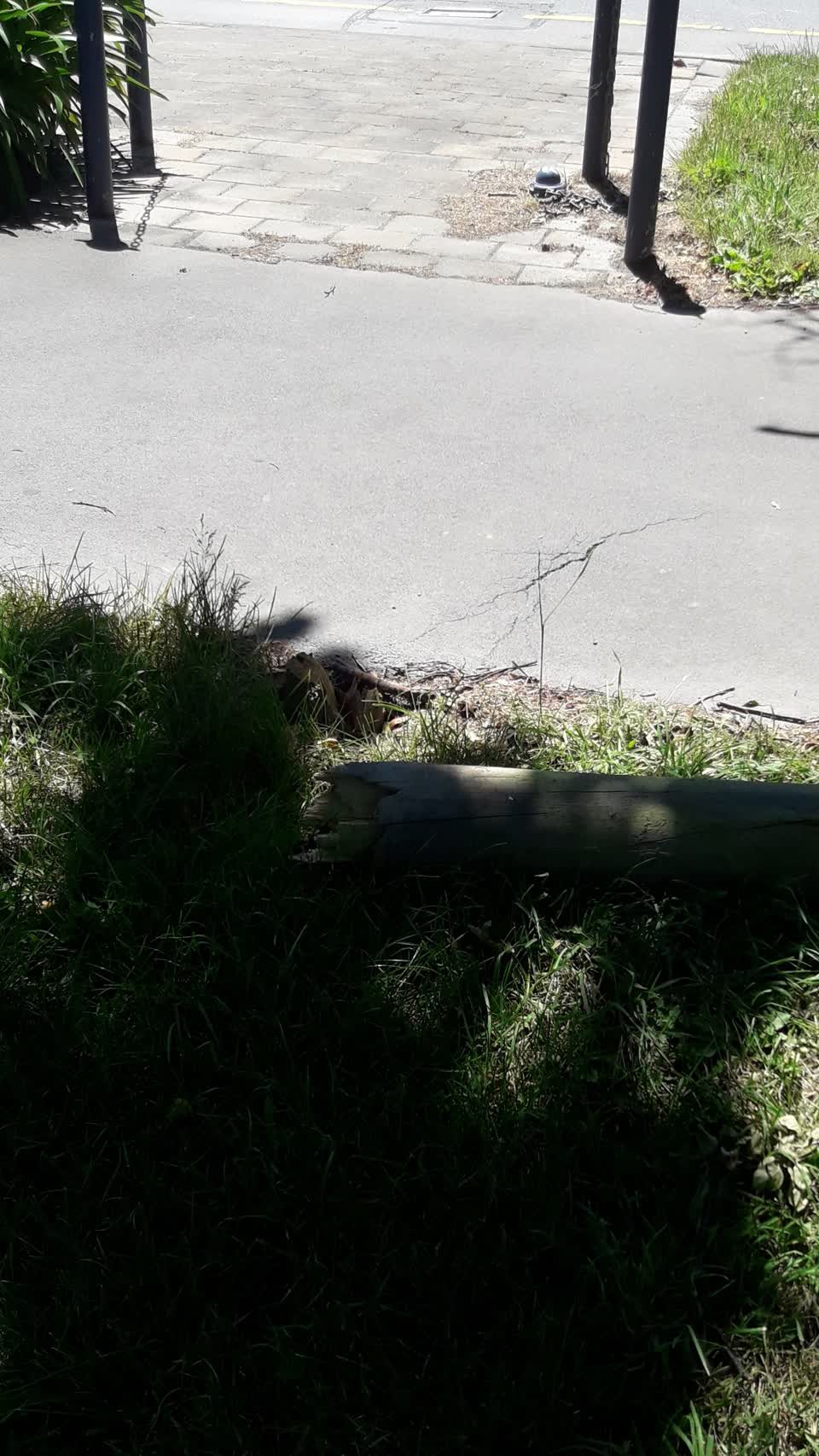 The photograph attached to this parks report