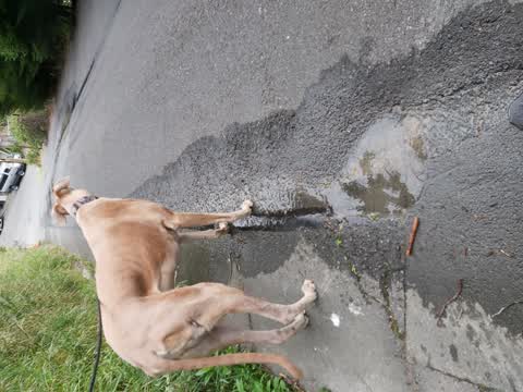 Water Leak, a report photo