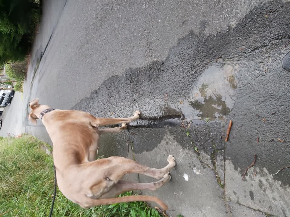 The photograph attached to this water leak report