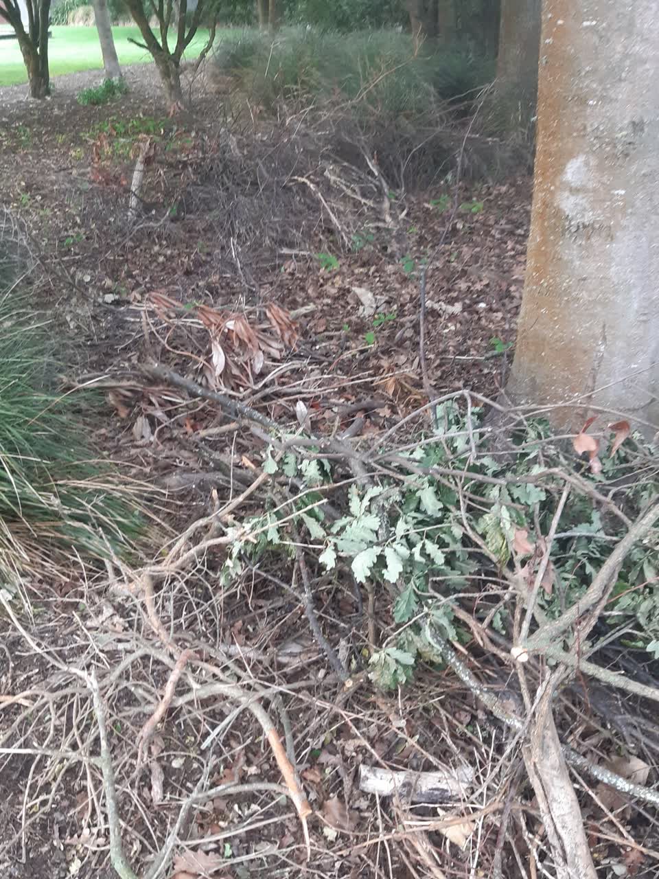 The photograph attached to this parks report