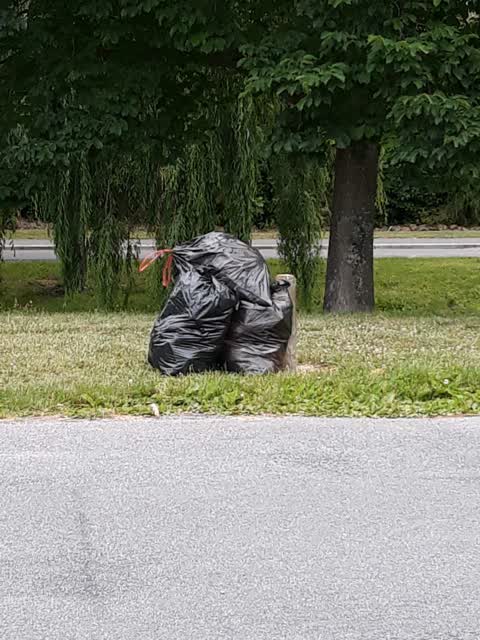 Rubbish/Recycling, a report photo