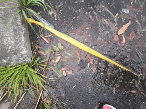Water Leak, a report photo