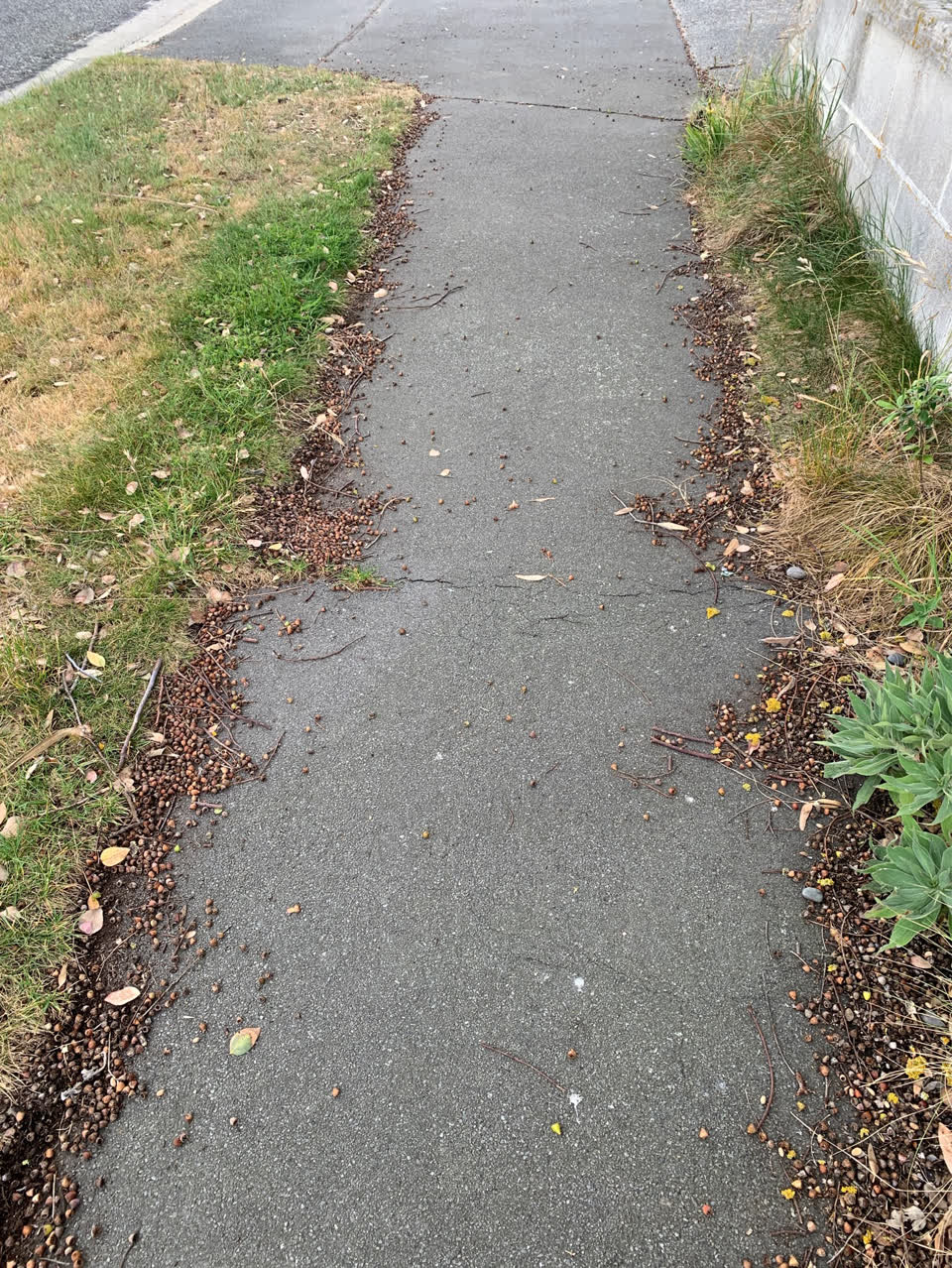 The photograph attached to this street light outage report