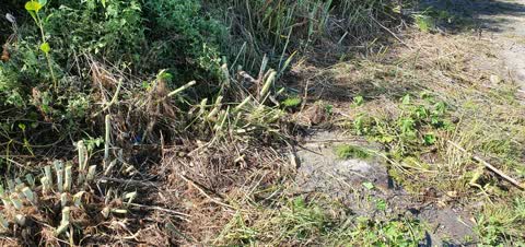 Sewer - Leak / Blockage, a report photo