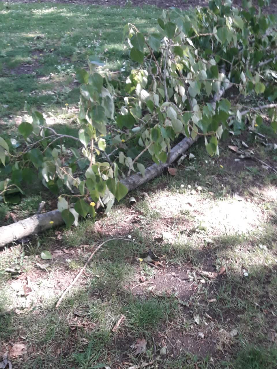 The photograph attached to this parks report