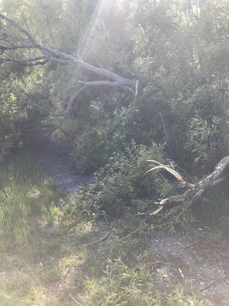 The photograph attached to this parks report