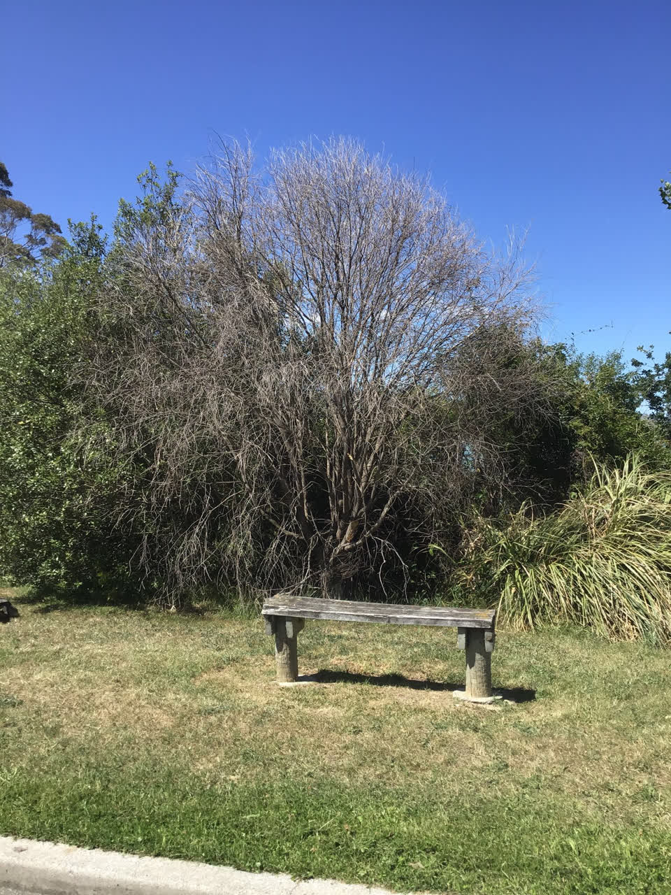 The photograph attached to this parks report