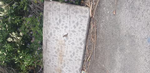 Rubbish/Recycling, a report photo