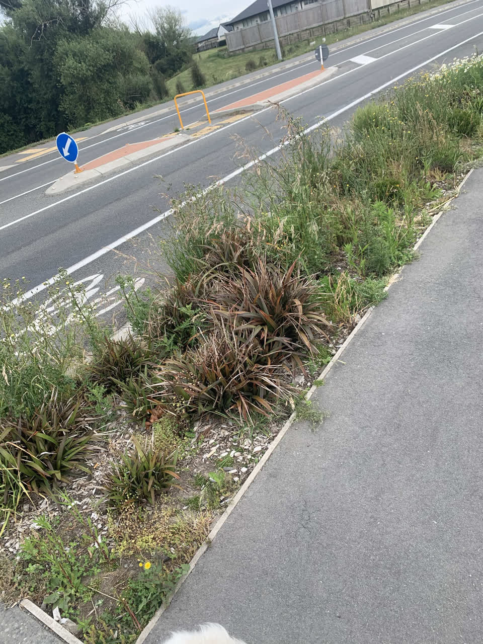 The photograph attached to this parks report