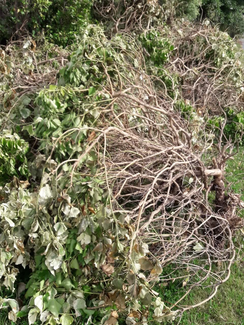 The photograph attached to this parks report