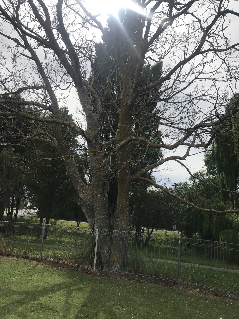 The photograph attached to this parks report